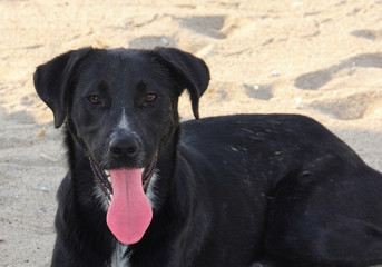 The black dog, protrude the tongue on the big heat