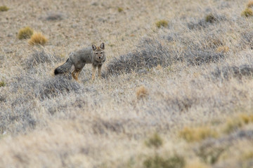 Renard gris d'Argentine