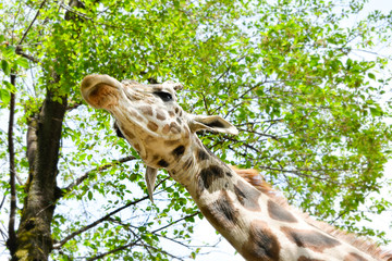 giraffe in zoo