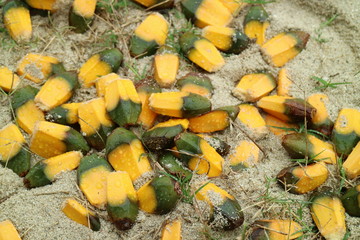 autumn leaves on ground