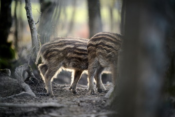 arri&egrave;re de marcassin