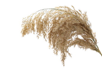 Dry common bulrush broom isolated on white background - obrazy, fototapety, plakaty