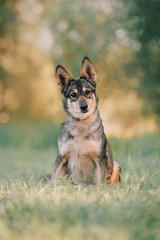 Naklejka na ściany i meble grey mixed breed puppy portrait outdoors in summer