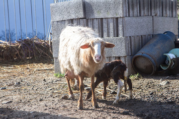 newborn lamb staggering and stained with blood near the mother sheep