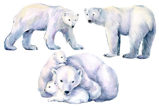set of polar bear, winter animals on an isolated white background, watercolor illustration