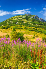 Obraz premium The Chleb, hill in the Lesser Fatra. Mountainous landscape with fireweed flowers in the foreground in the Mala Fatra national park, Slovakia, Europe.