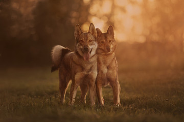 two mixed breed dogs posing together at sunset