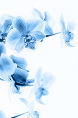 Phalaenopsis orchid flower toned blue. Grows in Tenerife, Canary Islands. Orchids close-up.