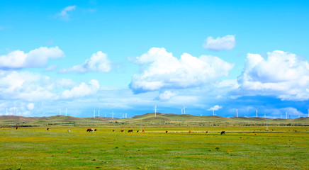 Obraz premium Cattle and wind turbines in the grassland