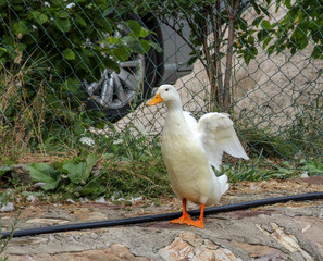 White duck spreading its wings.