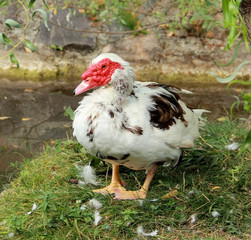 The close up of duck with red head standing on the ground.