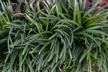 Daffodil plants with raindrops on their leaves