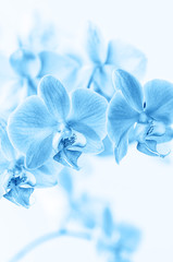 Phalaenopsis orchid flower toned blue. Grows in Tenerife, Canary Islands. Orchids close-up.