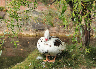 Duck with red head under willow scratching itself.