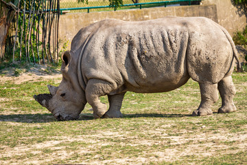 Obraz premium The white rhinoceros, respectively square-lipped rhinoceros (latin name Ceratotherium simum).