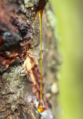 Very long yellow resin like a pendulum on apricot tree