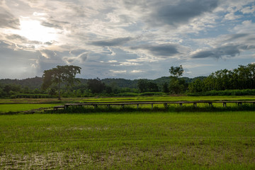 Obraz premium Landscape of rice field at sunset Sukhothai, Thailand. 