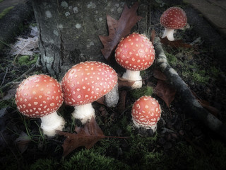 red mushrooms
