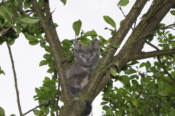 Beautiful gray kitten on a tree branch, background, wallpaper.