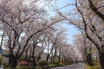 国分寺台の桜並木（神奈川県海老名市）
