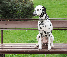 Beautiful Dalmatian dog sitting on a park bench
