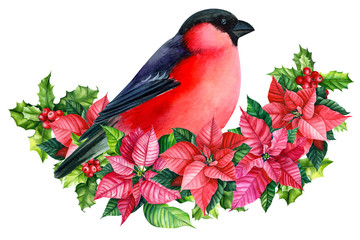 composition with  poinsettia and bird bullfinch christmas decorations on a white background, watercolor illustration, hand drawing