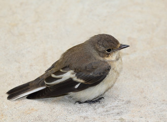 Nightingale bird in the open space