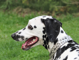 Portrait of beautiful Dalmatian dog breathing with mouth