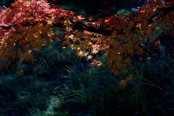 Fototapeta na wymiar Autumn color