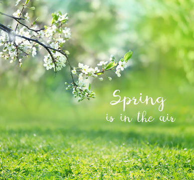 spring is in the air - text on spring background with white cherry blossoms tree and green grass. gentle spring sunshine nature landscape. spring season concept. 