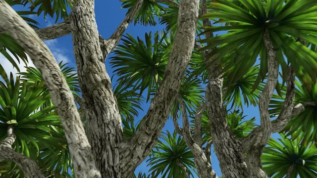 Cabbage palm tree (Sabal Palmetto) canopy