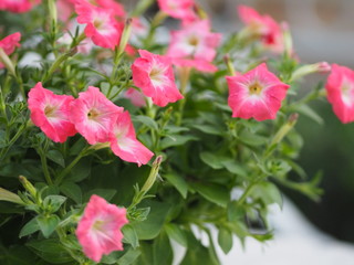 pink passion wave Petunia Hybrida, Solanaceae, name flower bouquet beautiful on blurred of nature background Flowers are single flowers shape is a cone, long neck flower, petals and secondary petals