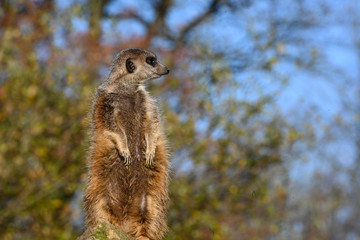 Suricate
