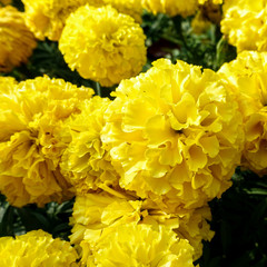 Beautiful marigold flowers in the garden