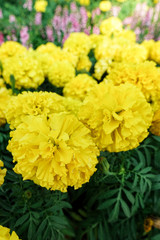 Beautiful marigold flowers in the garden