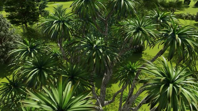 Cabbage palm tree (Sabal Palmetto) canopy