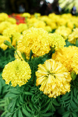 Beautiful marigold flowers in the garden