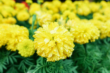 Beautiful marigold flowers in the garden