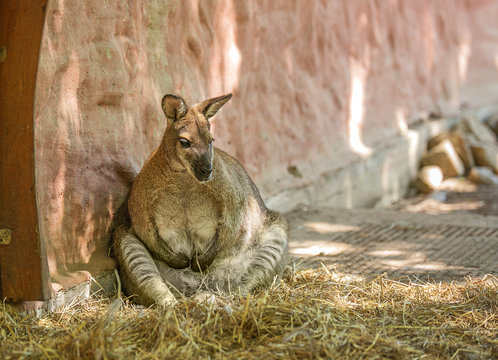 The kangaroo sits on its hind legs in the hay near a stone wall. Marsupial feeding animal. The symbol of Astralia.