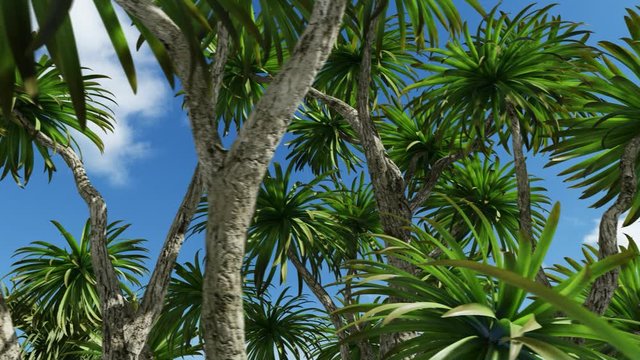Cabbage palm tree (Sabal Palmetto) canopy