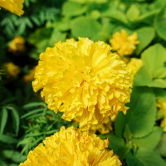 Beautiful marigold flowers in the garden