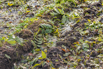 Fallen tree leaves in the mud