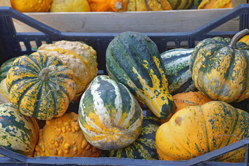Gourds