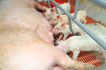 young pig feeding in a farm