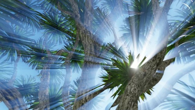 Cabbage palm tree (Sabal Palmetto) canopy
