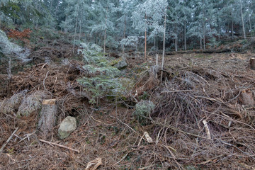 DEZEMBERFROST IM WALD . DECEMBER-FROST IN THE FOREST