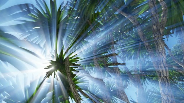 Cabbage palm tree (Sabal Palmetto) canopy