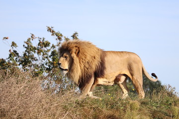 Fototapeta na wymiar Male Lion Simba (Panthera leo)