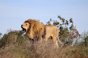Naklejka na ściany i meble Male Lion Simba roaring (Panthera leo)