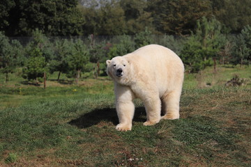 Male Polar Bear, Nissan, at Yorkshire Wildlife Park (Ursus maritimus)